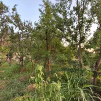 باغ-250-متری-در-ابتدای-جاده-چالوس
