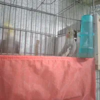 عروس با قفس او جوجه