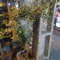 گل و گیاه آپارتمانی