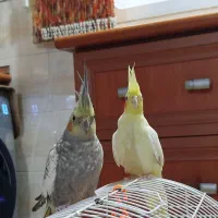 عروس هلندی