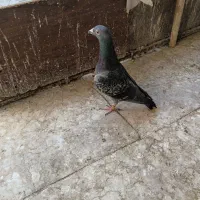 دوعدد کبوتر