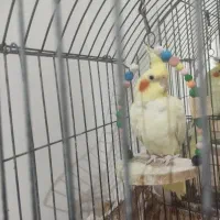 عروس هلندی ماده