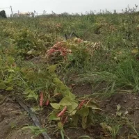 لوبیا‌چیتی‌‌ارژانتین‌