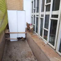 فروش تعدادی جوجه