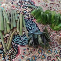 برگ و ساقه زامیفولیا