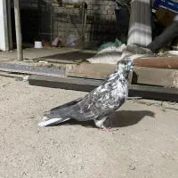 کبوتر|پرنده|گرمسار, |دیوار