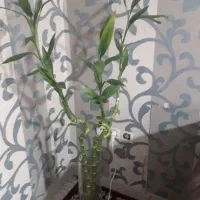 بامبو