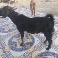 بزه خوب خریدار واقعی تماس