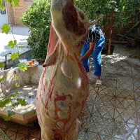 قصاب سیار حرفه ای گوسفند و مرغ در کرمان