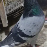 تهرانی وطوقی