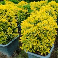 باغبانی.  سمپاشی .هرس کردن. درختگلکاری