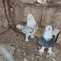 هما. سرور. زردی طوق. وخال پیس