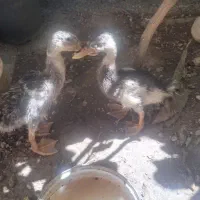 اردک 3 ماهه