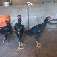 جوجه اوشامو یتیغ مشکی