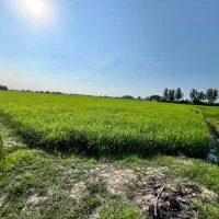 زمین کشاورزی ۶۰۰۰ متری در آمل محدود ولایت