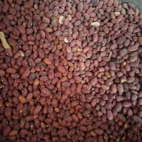 لوبیا قرمز