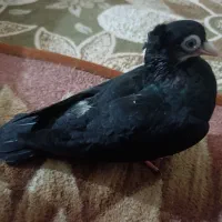 کبوتر زاغ