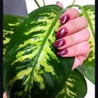 کاشت،ترمیم،ژلیش، کاور،لمینت حرفه ای و معمولی