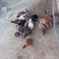 09186736431