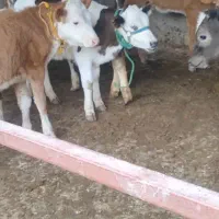 گوساله سیمینتال وهلشتاین وسویسی .ماده.شروع از۱۴۵ت