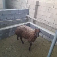 دوتابره نر