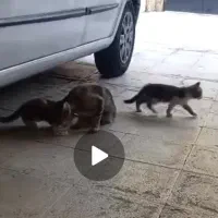 بچه گربه