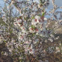 فروش یک قطعه باغ ۸ ساله