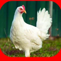فروش مرغ زنده و پر کردن اردک غاز و غیره
