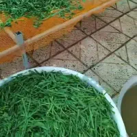 سبزی خشک ومعطر