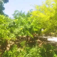 پیوند زنی باغ پسته