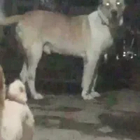 نر شیر خراسانی سنگین وزن با ۹۰ سانت قد واقعی