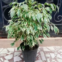 تعداد ۲۰ گلدون گل و گیاه آپارتمانی شیک و پرطرفدار