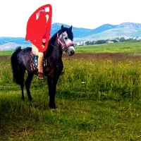 یک عدد اسب کردی فروشی