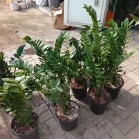 تعویض خاک گلدان درمنزل فروش  گل و ارسال رایگان