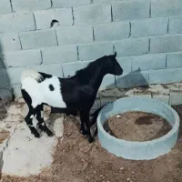 چکل عالی
