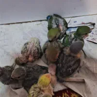 طوطی برزیلی سرلاکی و مرغ عشق تازه دون خور