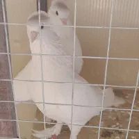 کبوتر راعبی سفید به شرط تخم و جوجه