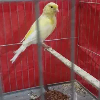 قناری ماده هارز یا مسکویی اصیل اصیل