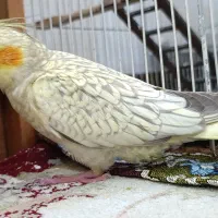 فروش جوجه عروس هلندی طاوسی سه ماهه