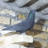 کبوتر|پرنده|یزد, |دیوار