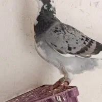 کبوتر