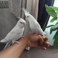 یک جفت عروس البینو