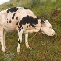 گوساله|حیوانات مزرعه|انگوت, |دیوار