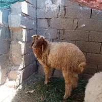 بره