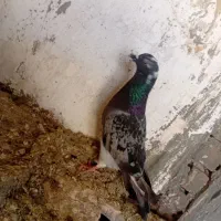 کبوتر