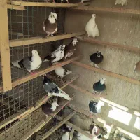 کبوتر کفتر ابلغ هما عروسک