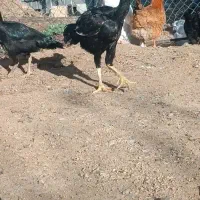 جوجه اصل تک تو بازار یک یک