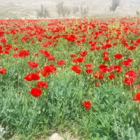 یک هکتار درخت انجیر لیمو محلی