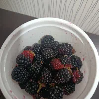 تمشک تازه نو درختی