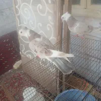 کفتر|پرنده|نائین, |دیوار